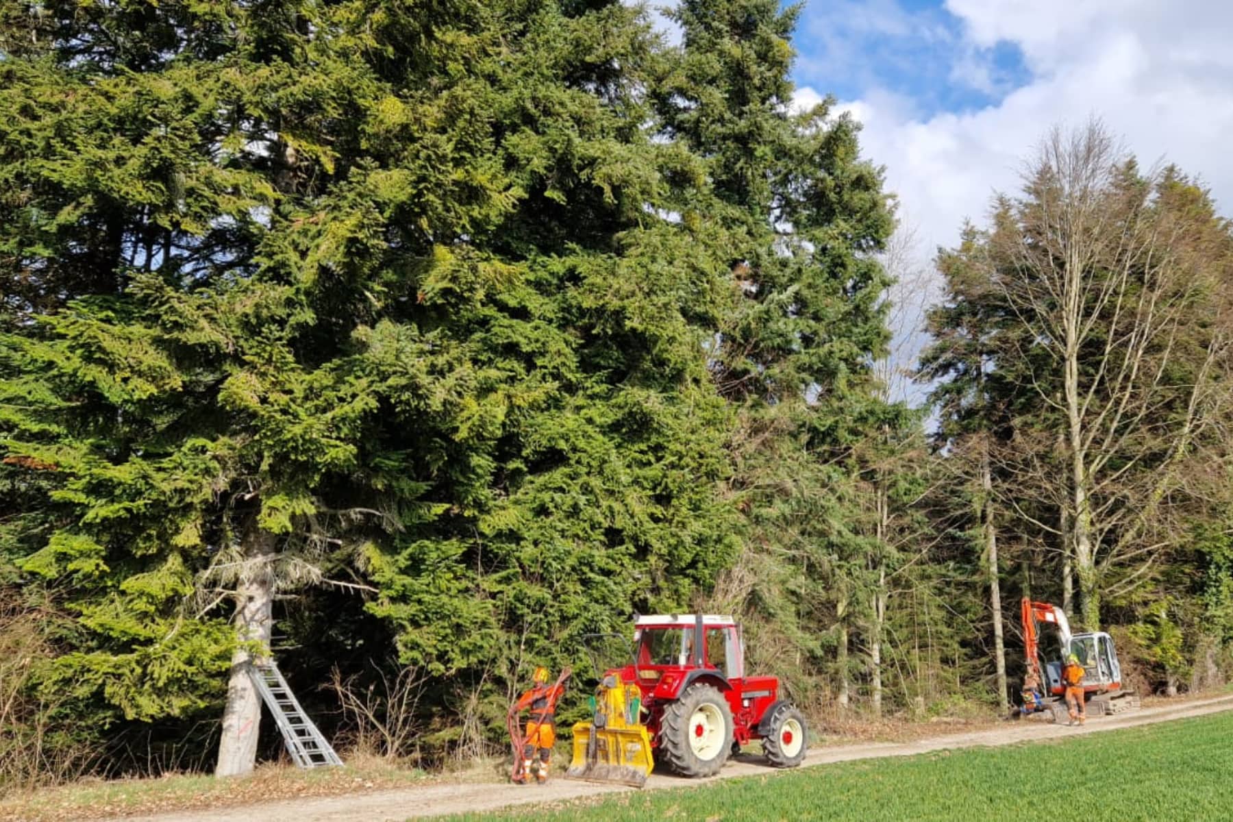 Bild Waldrandaufwertungsprojekt